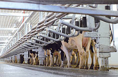 Доїльний зал «паралель» Xcalibur 90LX