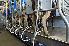 Доїльний зал типу «ялинка» GT2