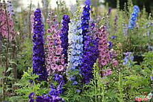 Дельфініум багаторічний суміш 0,1 г, насіння Яскрава, фото 3