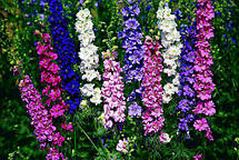 Дельфініум багаторічний суміш 0,1 г, насіння Яскрава, фото 4