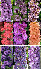 Дельфініум багаторічний суміш 0,1 г, насіння Яскрава, фото 2