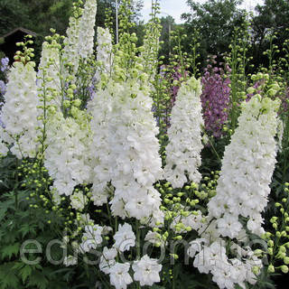 Дельфініум багаторічний Галахад 0,1 г, насіння Яскрава, фото 1