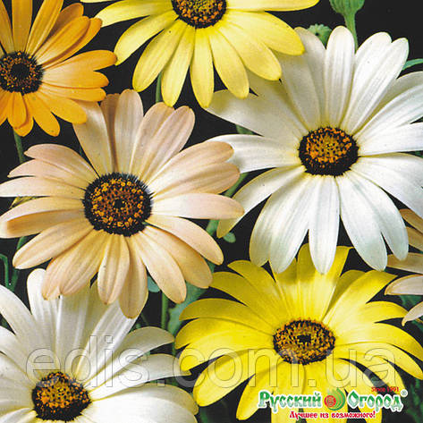 Диморфотека суміш 0,3 г, насіння Яскрава, фото 1