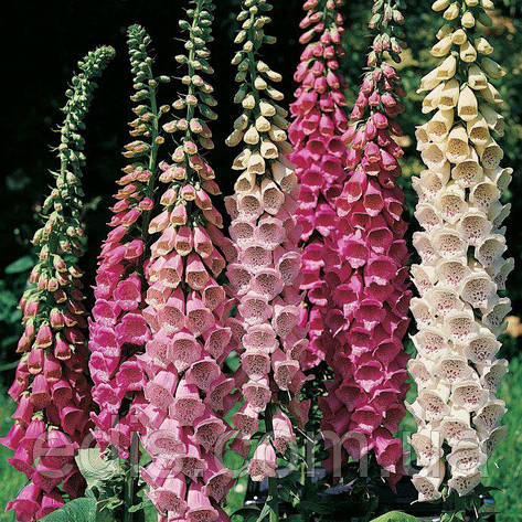 Дигіталіс (наперстянка), 0,2 г, насіння Яскрава, фото 1