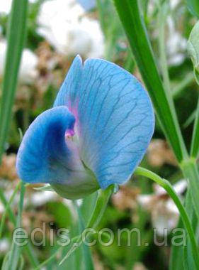 Горошок Запашний Томмі 1,0 г, Яскрава, фото 2