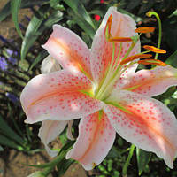 Цибулини ЛІЛІЇ Salmon Star