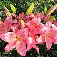 Цибулини ЛІЛІЇ Brindisi (1 шт.)