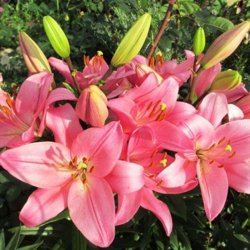 Цибулини ЛІЛІЇ Brindisi (1 шт.)