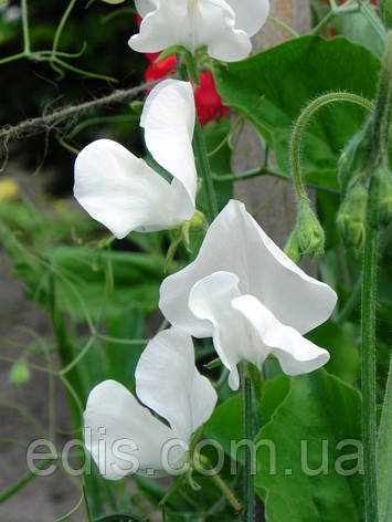 Горошок запашний Жаннет 1,0 г, Яскрава, фото 2