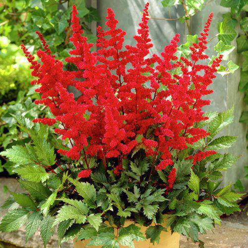 Саджанці АСТИЛЬБА Etna