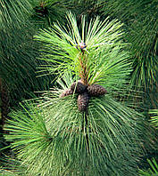 Сосна тяжелая, орегонская или желтая pinus ponderosa