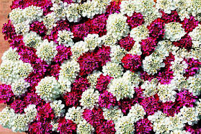 Іберіс суміш 1 г, (однорічник), насіння Яскрава, фото 3