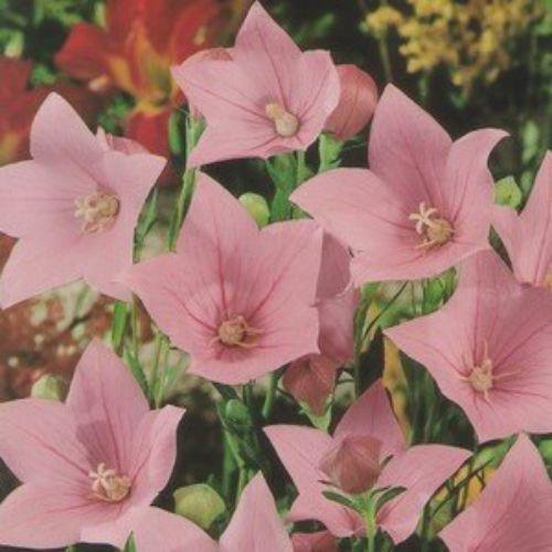 Саджанці Платикодон Pink Shell