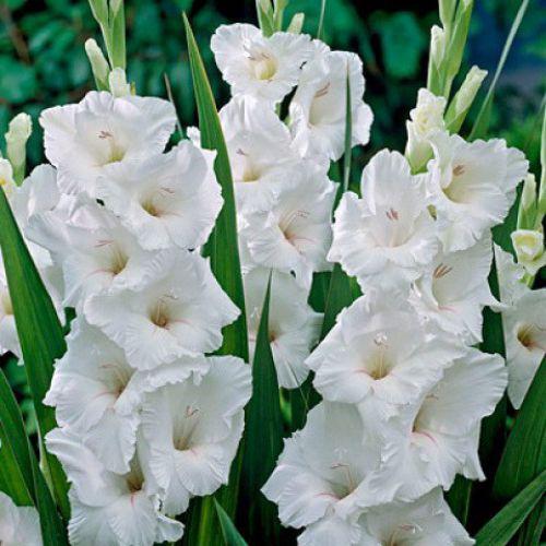 Цибулини ГЛАДІОЛУС White Prosperity 10/12