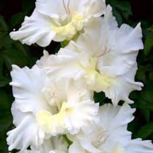 Цибулини ГЛАДІОЛУС Гофрований Snowy Frizzle 10/12