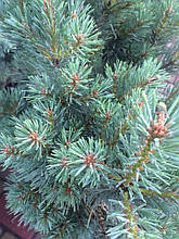 Сосна звичайна Чантри Блю ( Pinus sylvestris Chantry Blue )