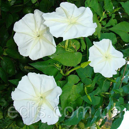 Іпомея Біла 1,0 г (однорічник), насіння Яскраву, фото 1