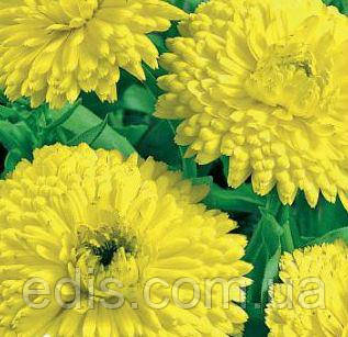 Календула Лимонна 0,5 г, насіння Яскрава