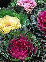 Капуста декоративна Крупнолисткова 0,2 г, насіння Яскрава, фото 2