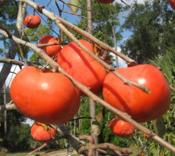 Саджанці хурми СОЛОДІСТЬ (дворічні)