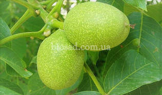 Саджанці волоського горіха Франкетте (Franquette)