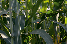 Насіння цукрового сорго Мохавк, 120-125 діб