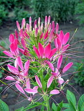 Клеома колюча суміш 0,2 г, насіння Яскрава, фото 4