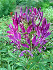 Клеома колюча суміш 0,2 г, насіння Яскрава, фото 5