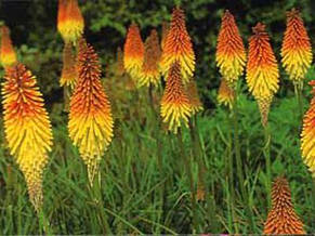 Кніфофія, багаторічник, 0,2 г, насіння Яскрава, фото 3