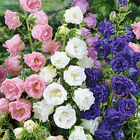 Колокольчики садовые многолетние | купить недорого на Prom | Украина