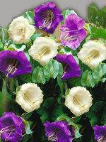 Кобея Суміш 0,2 г, насіння Яскрава, фото 3