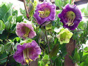 Кобея Суміш 0,2 г, насіння Яскрава, фото 2