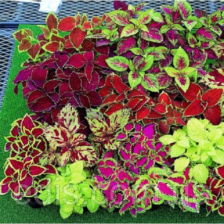 Колеус Блумея Суміш 0,1 г, насіння Яскрава, фото 2