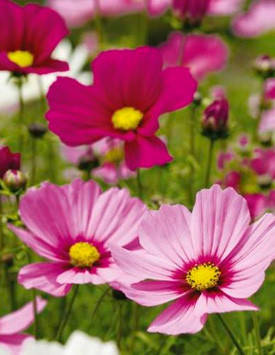 Космея Суміш 0,5 г, насіння Яскрава, фото 2