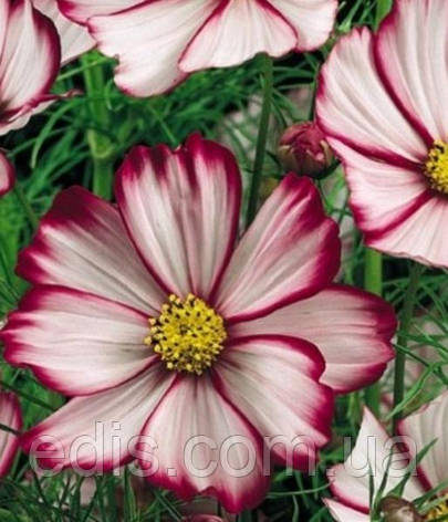 Космея Сенсація Пікоті 0,25 г, насіння Яскрава, фото 2