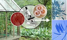 Биофунгициды від бактеріальних і грибкових захворювань с/г рослин, садових дерев і кущів