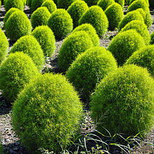 Кохія 0,5 г насіння Яскрава 0,5 г