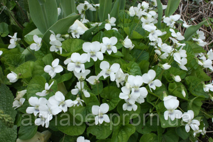 Фиалка мотыльковая Альба / Viola papilionacea, cucullata Alba - фото 3 - id-p657092113