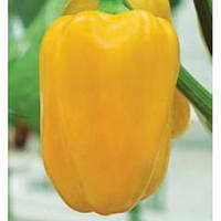 Насіння перцю Золоте Чудо (Польща), 1 грам