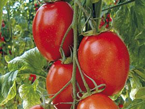 Томат Новачок 3 г Agromaksi