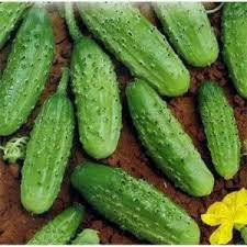 Набір Огірок Білий делікатес 0,3 г + Морківка Королева Осіні 2 г Agromaksi