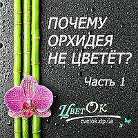 Чому орхідея не цвіте? Частина 1 "Про хвороби, шкідників і переїздах"