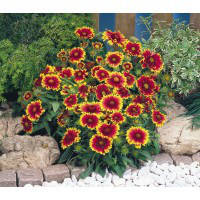 Насіння гайлардії