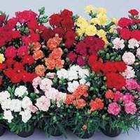 Насіння гвоздики