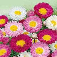 Насіння гелиптерума