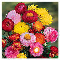 Насіння гелихризума