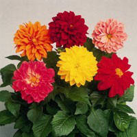 Насіння жоржини