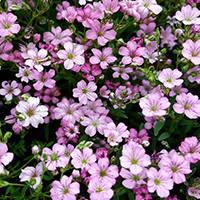 Насіння гіпсофіли