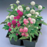 Насіння гомфрены