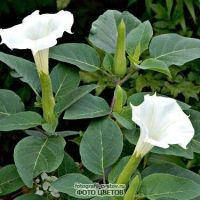 Насіння дурману індійського